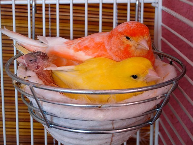 Содержание канареек и уход за ними в Лыткарино