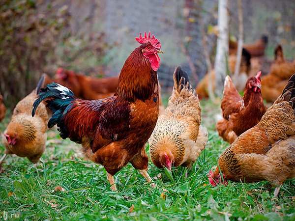 Породы куриц | ЗооТом - продажа, вязка и услуги для животных в Лыткарино