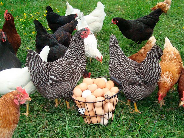 Содержание кур и уход за ними | ЗооТом - продажа, вязка и услуги для животных в Лыткарино