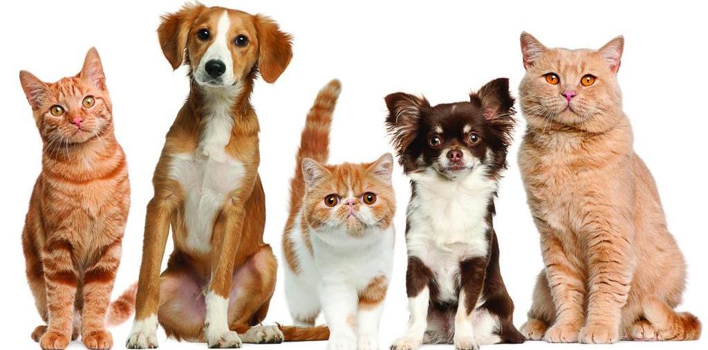 Доска объявлений о животных | ЗооТом - продажа, вязка и услуги для животных в Лыткарино