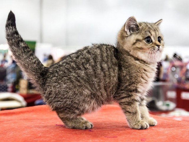 Породы кошек в Лыткарино | ЗооТом портал о животных