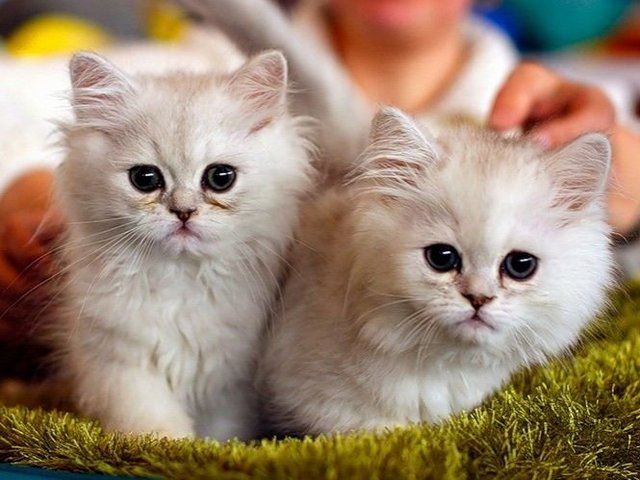 Породы кошек в Лыткарино | ЗооТом портал о животных