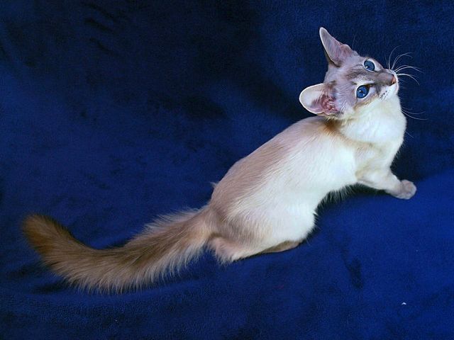 Выведенные породы кошек в Лыткарино | ЗооТом портал о животных