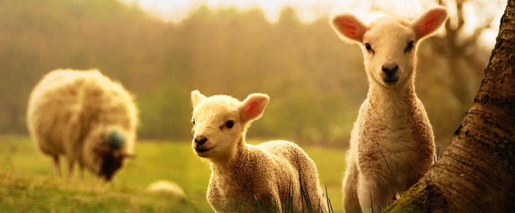 Объявления о сельскохозяйственных животных | ЗооТом - продажа, вязка и услуги для животных в Лыткарино