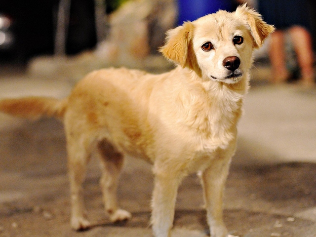 Породы собак в Лыткарино | ЗооТом портал о животных