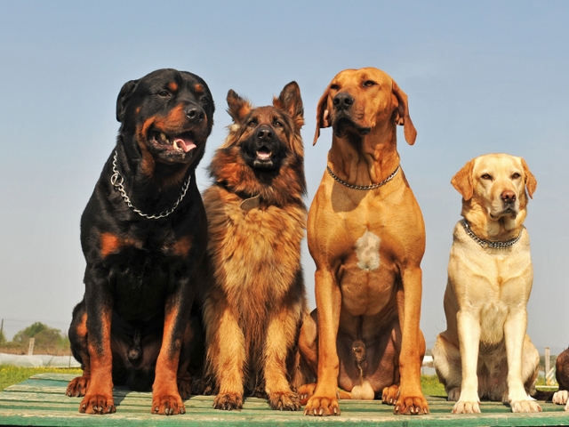 Крупные породы собак в Лыткарино | ЗооТом портал о животных