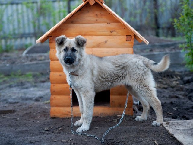 Все о собаках в Лыткарино